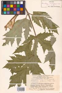 Борщевик Мантегацци Sommier & Levier, Восточная Европа, Литва (E2a) (Литва)