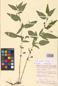 Viola jordanii Hanry, Восточная Европа, Центральный лесостепной район (E6) (Россия)