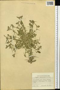 Sporobolus schoenoides (L.) P.M.Peterson, Сибирь, Алтай и Саяны (S2) (Россия)
