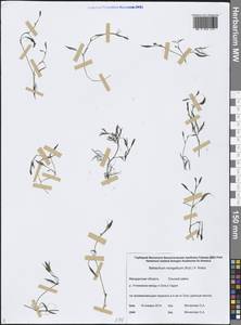 Ranunculus mongolicus (Krylov) Serg., Сибирь, Чукотка и Камчатка (S7) (Россия)