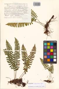 Polypodium fauriei Christ, Сибирь, Дальний Восток (S6) (Россия)