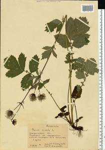 Гравилат речной L., Восточная Европа, Западно-Украинский район (E13) (Украина)