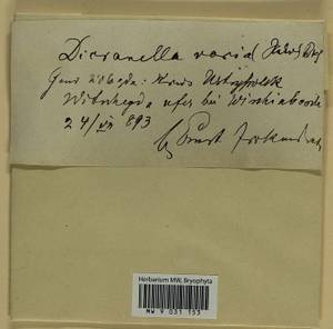 Dicranella varia (Hedw.) Schimp., Гербарий мохообразных, Мхи - Архангельская и Вологодская области, Коми, Ненецкий АО (B7) (Россия)