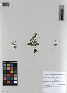 KUZ 004 181, Мерингия бокоцветковая (L.) Fenzl, Сибирь, Алтай и Саяны (S2) (Россия)