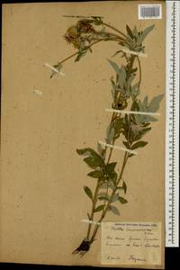 Псефеллюс закавказский Sosn., Кавказ, Южная Осетия (K4b) (Южная Осетия)