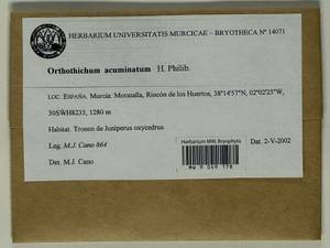 Lewinskya acuminata (H. Philib.) F. Lara, Garilleti & Goffinet, Гербарий мохообразных, Мхи - Западная Европа (BEu) (Испания)