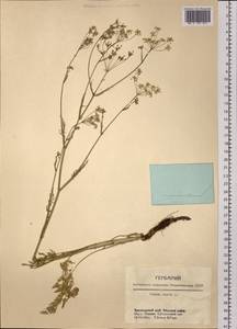 Тмин обыкновенный L., Сибирь, Центральная Сибирь (S3) (Россия)