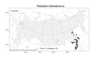 Petasites tatewakianus, Белокопытник Татеваки Kitam., Атлас флоры России (FLORUS) (Россия)