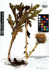 Rhaponticum carthamoides subsp. carthamoides, Сибирь, Прибайкалье и Забайкалье (S4) (Россия)