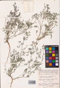 Дымянка Шлейхера Soy.-Will., Восточная Европа, Нижневолжский район (E9) (Россия)