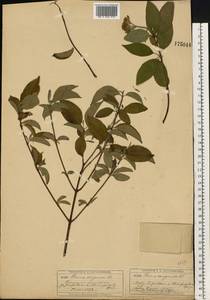Cornus sanguinea subsp. sanguinea, Восточная Европа, Московская область и Москва (E4a) (Россия)