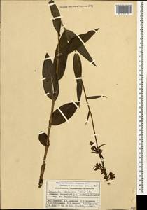 Дремлик болотный (L.) Crantz, Кавказ, Армения (K5) (Армения)