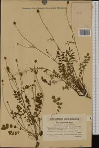 Poterium sanguisorba subsp. sanguisorba, Западная Европа (EUR) (Австрия)
