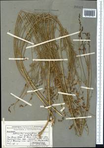 Астрагал длиннокрылый DC., Средняя Азия и Казахстан, Западный Тянь-Шань и Каратау (M3) (Казахстан)