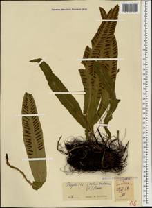 Костенец сколопендровый, Кавказ, Грузия (K4) (Грузия)