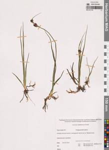 Ситник каштановый Sm., Сибирь, Чукотка и Камчатка (S7) (Россия)