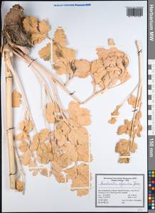 Haussknechtia elymaitica Boiss., Зарубежная Азия (ASIA) (Иран)