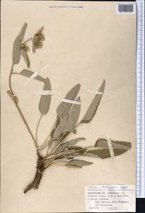 Phlomoides betonicoides (Diels) Kamelin & Makhm., Средняя Азия и Казахстан, Памир и Памиро-Алай (M2) (Таджикистан)