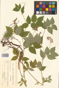 Горошек разветвленный (Maxim.) Ohwi, Сибирь, Дальний Восток (S6) (Россия)