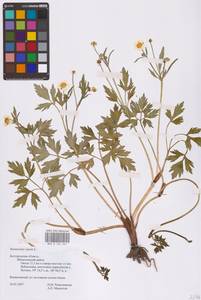 Лютик ползучий L., Восточная Европа, Центральный лесостепной район (E6) (Россия)