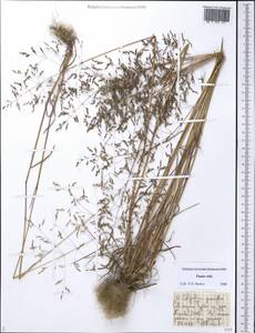 Catabrosella parviflora (Boiss. & Buhse) E.B.Alexeev ex R.R.Mill, Средняя Азия и Казахстан, Памир и Памиро-Алай (M2) (Таджикистан)