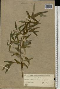 Ива белая, Ветла L., Восточная Европа, Нижневолжский район (E9) (Россия)