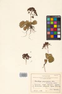 Micranthes nelsoniana var. insularis (Hultén) Gornall & H. Ohba, Сибирь, Дальний Восток (S6) (Россия)