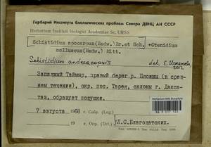 Ctenidium molluscum (Hedw.) Mitt., Гербарий мохообразных, Мхи - Красноярский край, Тыва и Хакасия (B17) (Россия)