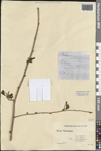 Ежевика, Зарубежная Азия (ASIA) (КНР)