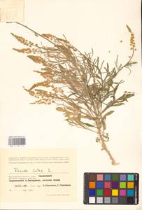 Резеда желтая L., Восточная Европа, Нижневолжский район (E9) (Россия)