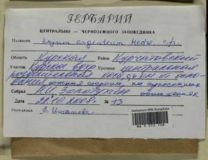 Bryum argenteum Hedw., Гербарий мохообразных, Мхи - Центральное Черноземье (B10) (Россия)