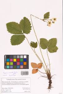 Земляника мускусная Duchesne, Восточная Европа, Центральный лесной район (E5) (Россия)