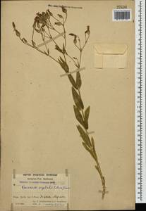 Gypsophila vaccaria (L.) Sm., Кавказ, Азербайджан (K6) (Азербайджан)