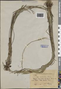 Осока Петерса (C.A.Mey. ex F.Schmidt) Akiyama, Сибирь, Дальний Восток (S6) (Россия)