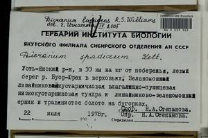 Dicranum laevidens R.S. Williams, Гербарий мохообразных, Мхи - Якутия (B19) (Россия)