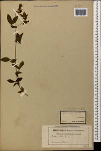 Чина рыхлоцветковая (Desf.)Kuntze, Кавказ, Грузия (K4) (Грузия)
