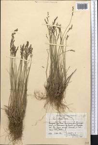 Мятлик разноцветный Besser, Средняя Азия и Казахстан, Западный Тянь-Шань и Каратау (M3) (Узбекистан)