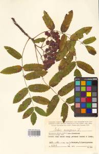 Рябина обыкновенная L., Восточная Европа, Центральный район (E4) (Россия)