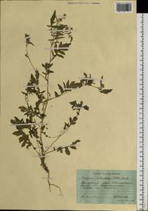 Жерушник болотный (L.) Besser, Сибирь, Дальний Восток (S6) (Россия)