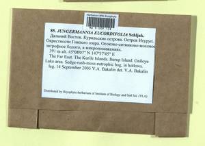 Jungermannia eucordifolia Schljakov, Гербарий мохообразных, Мхи - Дальний Восток (без Чукотки и Камчатки) (B20) (Россия)