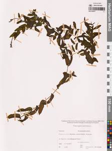 Рдест пронзеннолистный, Рдест стеблеобъемлющий L., Сибирь, Чукотка и Камчатка (S7) (Россия)