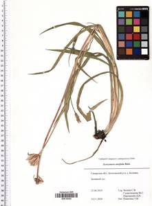 Gelasia ensifolia (M. Bieb.) Zaika, Sukhor. & N. Kilian, Восточная Европа, Средневолжский район (E8) (Россия)
