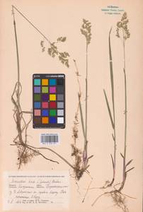 Anthoxanthum nitens (Weber) Y.Schouten & Veldkamp, Восточная Европа, Центральный район (E4) (Россия)