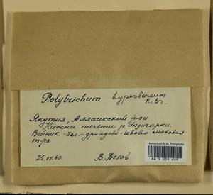Polytrichum hyperboreum R. Br., Гербарий мохообразных, Мхи - Якутия (B19) (Россия)