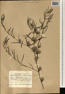 Lepidagathis sericea Benoist, Африка (AFR) (Мали)