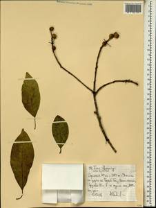 Ficus thonningii Bl., Африка (AFR) (Эфиопия)