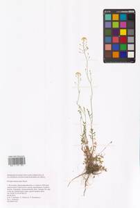 Жерушник короткоплодный (C.A.Mey.) Hayek, Восточная Европа, Нижневолжский район (E9) (Россия)