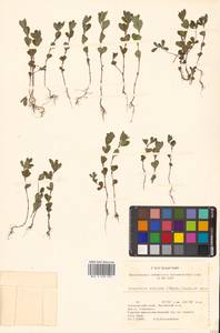 Куммеровия полосатая (Thunb.) Schindl., Сибирь, Дальний Восток (S6) (Россия)