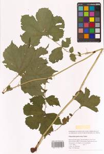 Таволга гладчайшая (Nakai) Nakai, Сибирь, Дальний Восток (S6) (Россия)