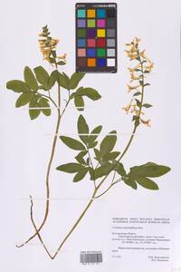 Хохлатка полая (L.) Schweigg. & Körte, Восточная Европа, Центральный лесостепной район (E6) (Россия)